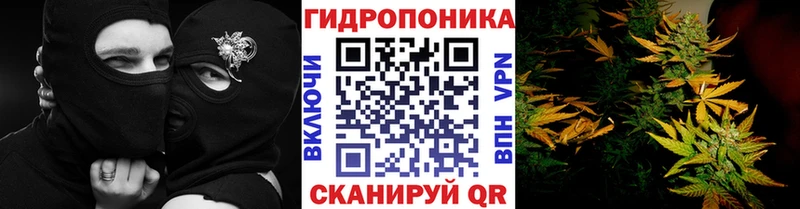 Конопля семена Зима